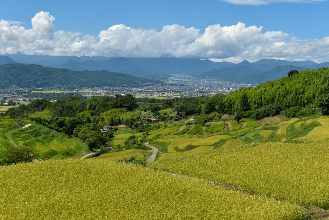 い なく ら の 棚田